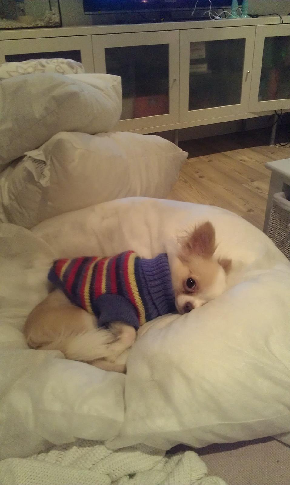 Chihuahua Mazey (Tut) billede 11