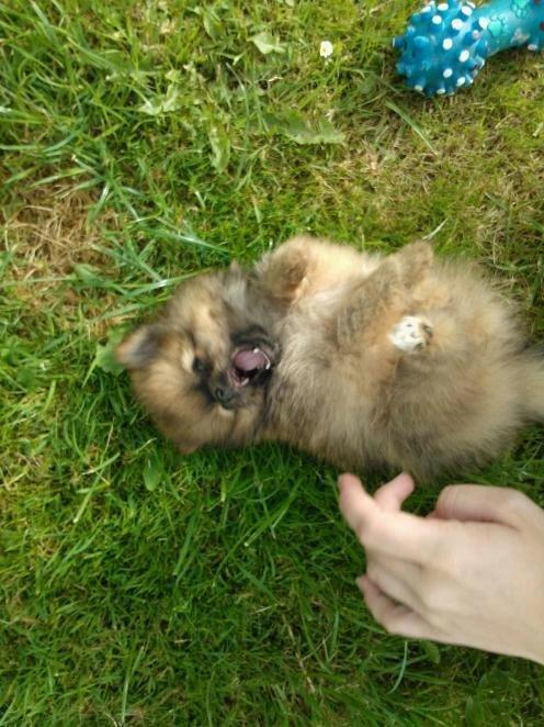 Pomeranian Ane's Dolly  (Neela) - Spilop! -  kun 9 uger gammel. billede 11