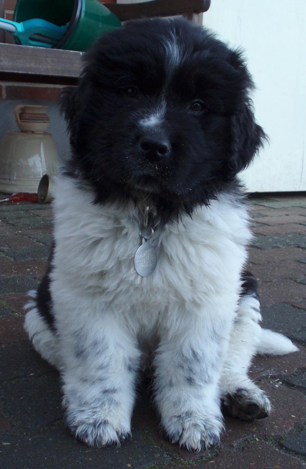 Newfoundlænder Diesel - Lille Diesel er her ca. 9 uger gammel billede 1