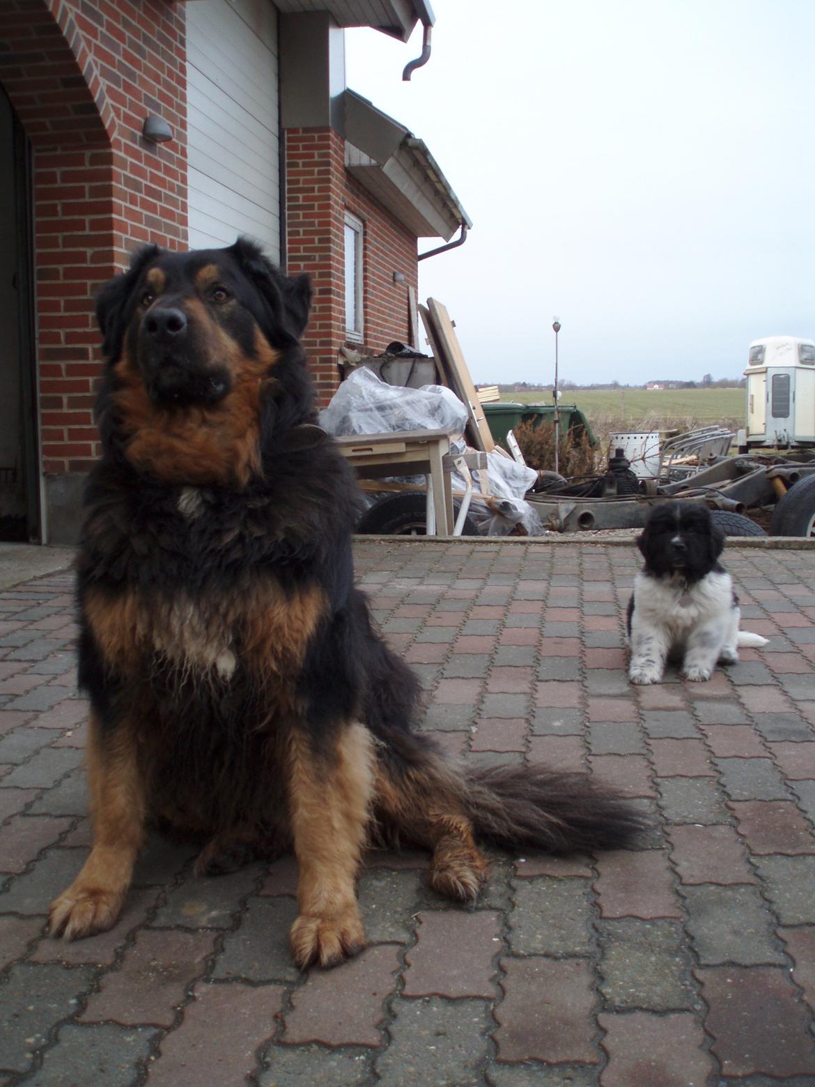 Newfoundlænder Diesel - Diesel er så absolut den lille hund i familien, lige i øjeblikket i hvert fald billede 2