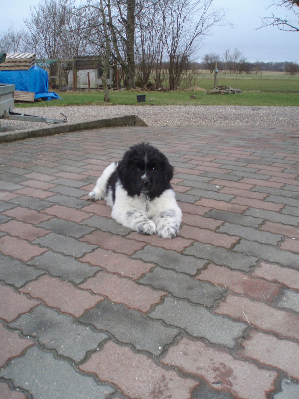 Newfoundlænder Diesel - Diesel som 9 uger gammel billede 3