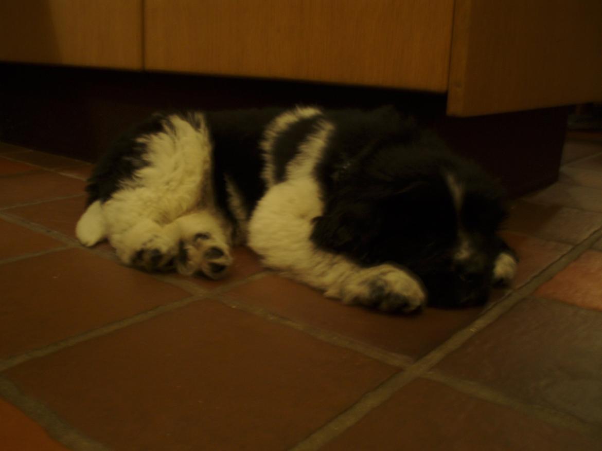 Newfoundlænder Diesel - Diesel kun 8 uger gammel elsker at sove på det varme køkkengulv. billede 4