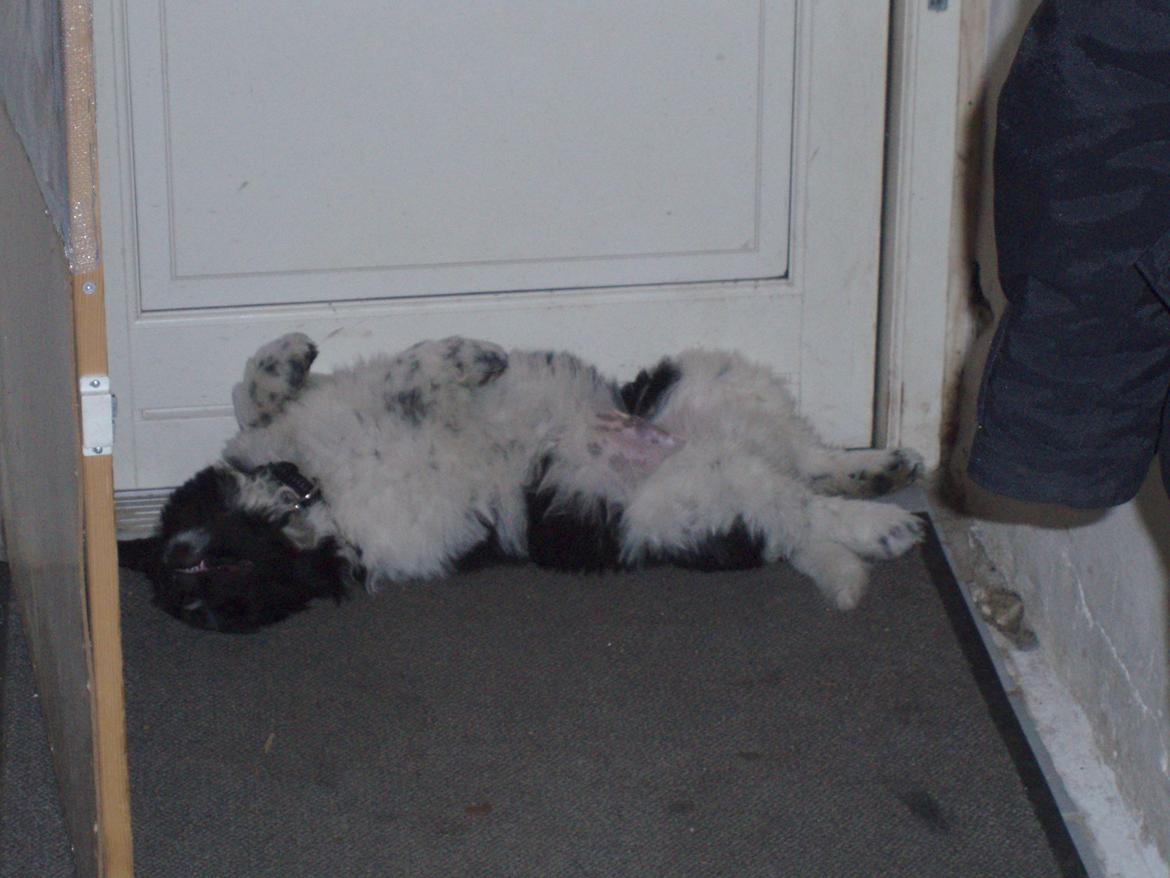 Newfoundlænder Diesel - Diesel har rigtig vinterpels og nyder derfor den smule træk, der kommer ind under døren. Ingen kommentarer til hans måde at sove på, alle newfoundlændere sover da på ryggen :-) billede 5