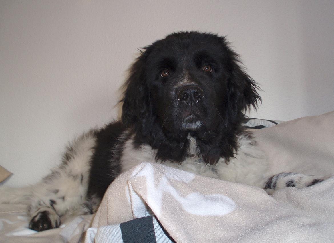 Newfoundlænder Diesel - Så er man blevet stor nok til at hoppe op i sengen, og det gør man da så. billede 6