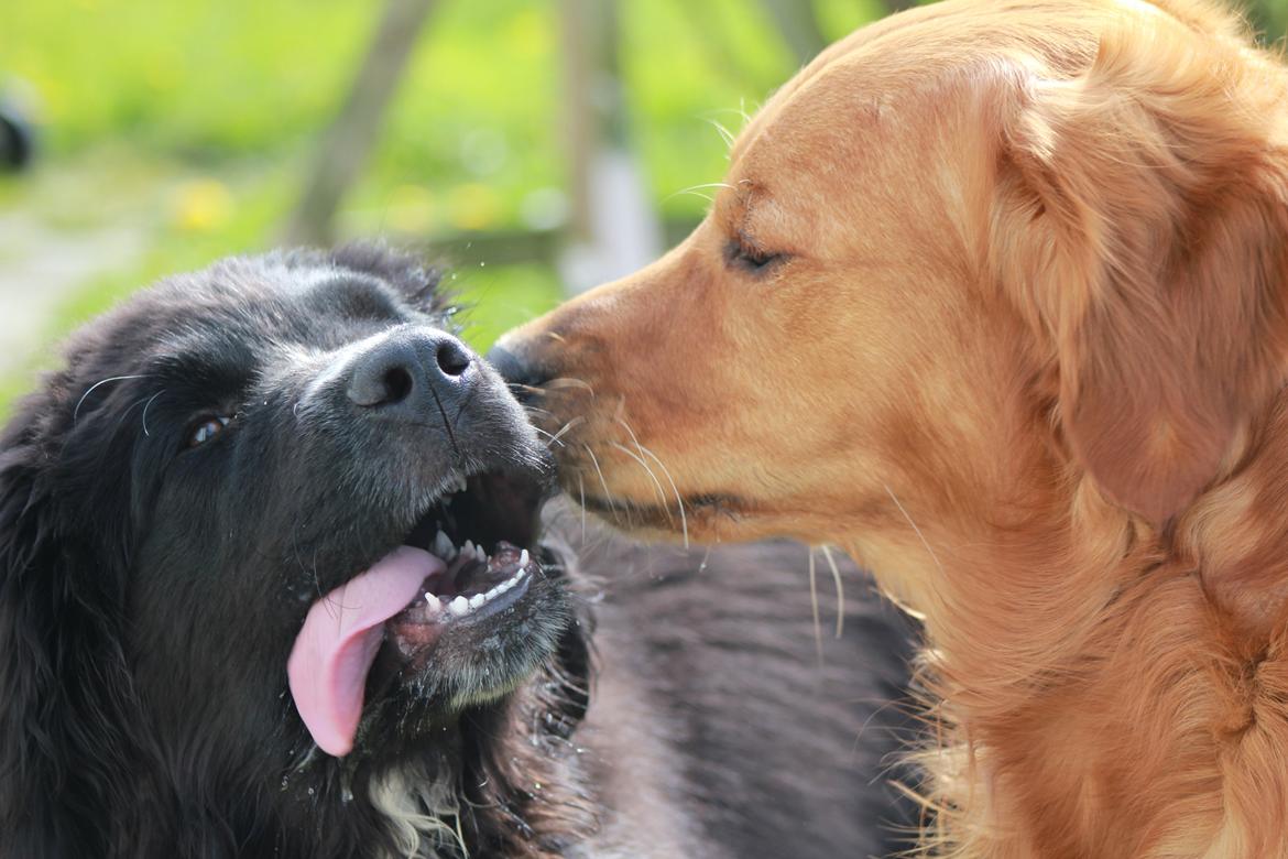 Newfoundlænder Diesel - Vi er gode venner :-) billede 7