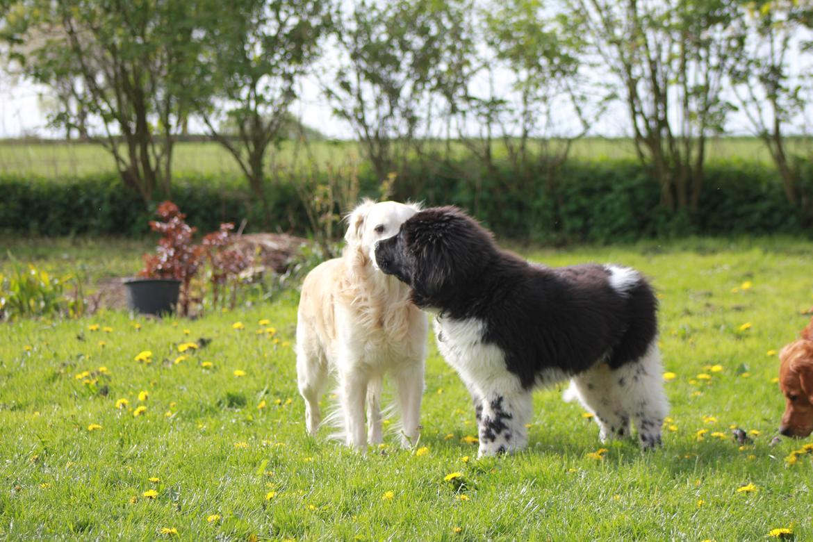 Newfoundlænder Diesel - Vi hilser også lige på Frisko billede 8