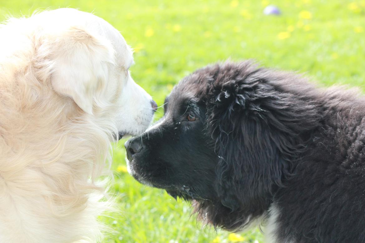 Newfoundlænder Diesel billede 9