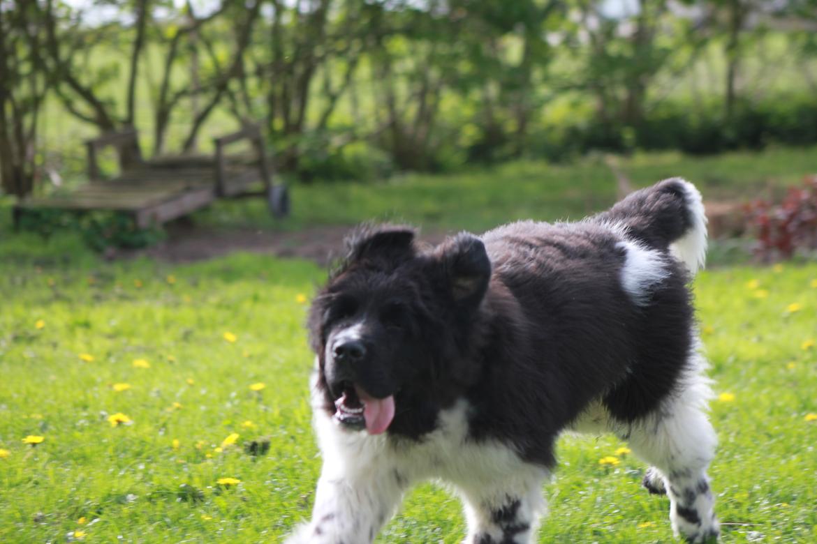 Newfoundlænder Diesel - Så er der fuld fart på  billede 10