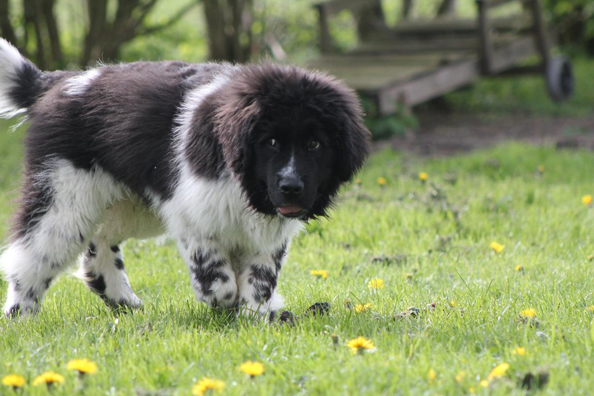 Newfoundlænder Diesel - Diesel holder godt øje med de to Golden Retrievere billede 11