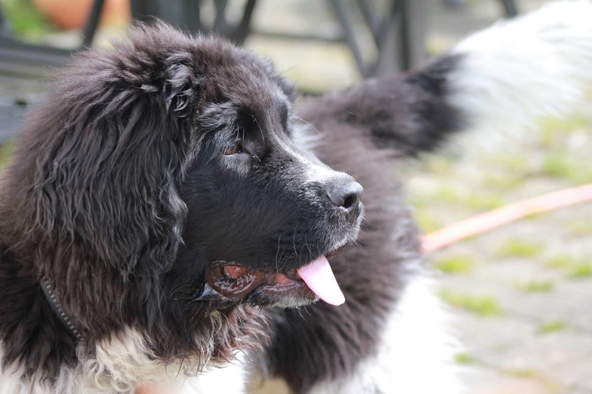 Newfoundlænder Diesel - Så er Diesel godt træt og forpustet efter leg med naboens store hunde billede 12