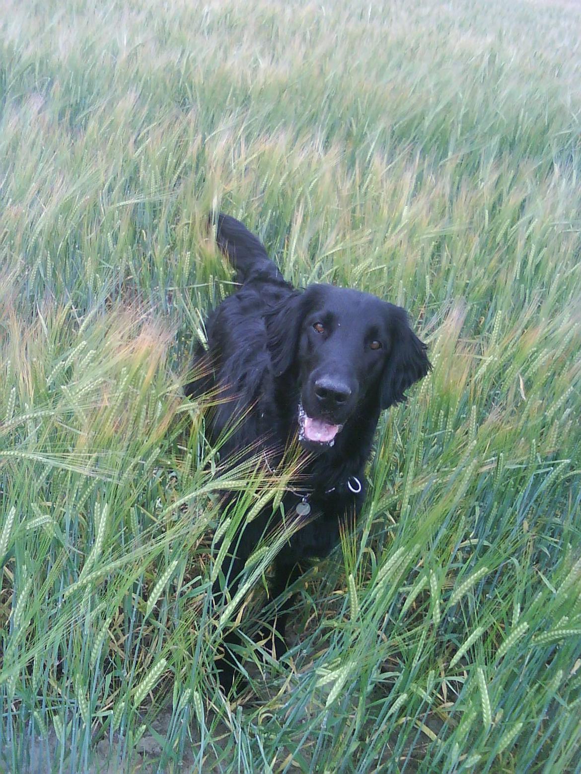 Flat coated retriever Lucky billede 2