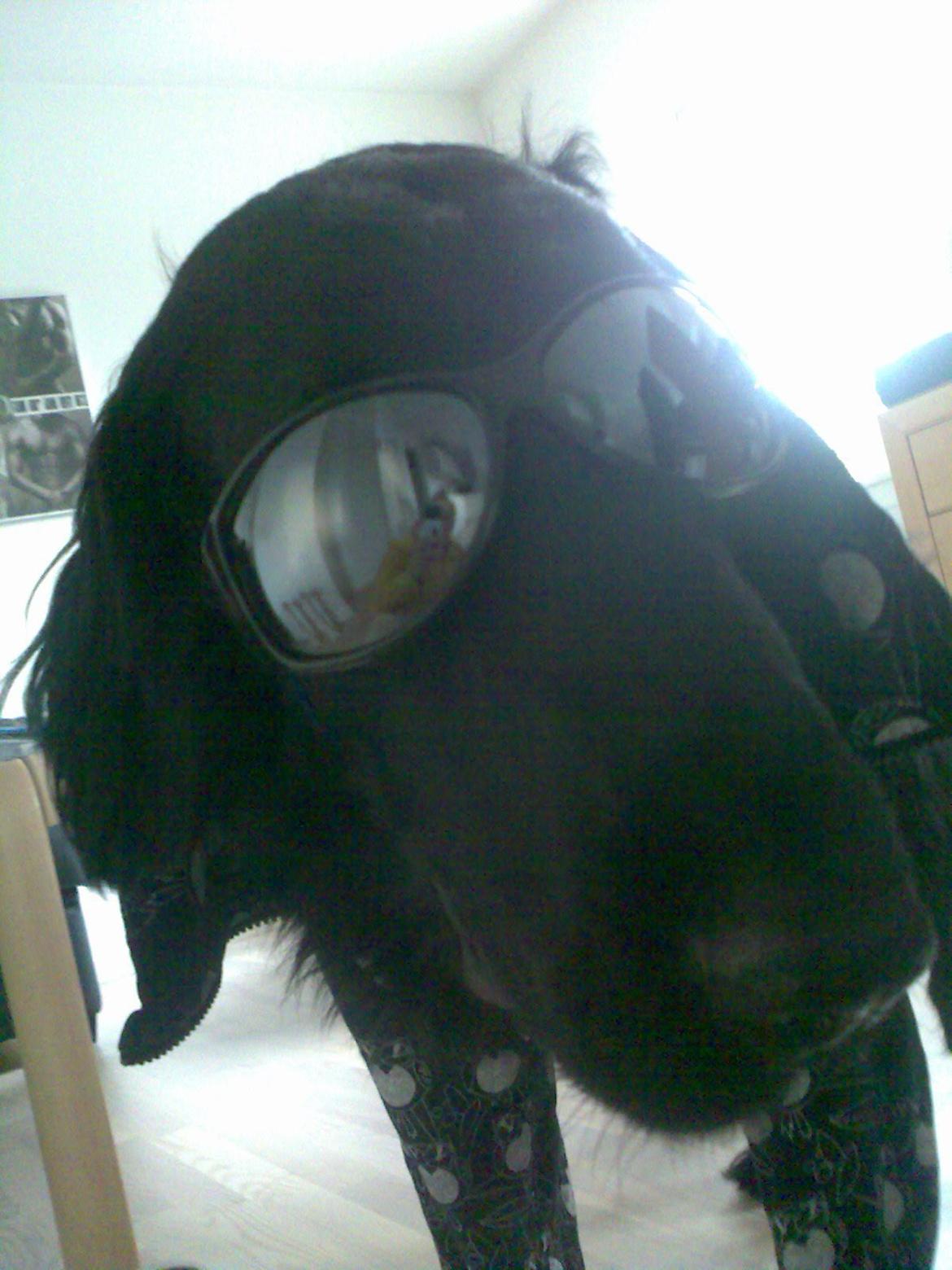 Flat coated retriever Lucky billede 4