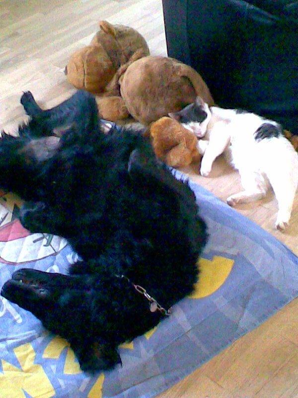 Flat coated retriever Lucky billede 5