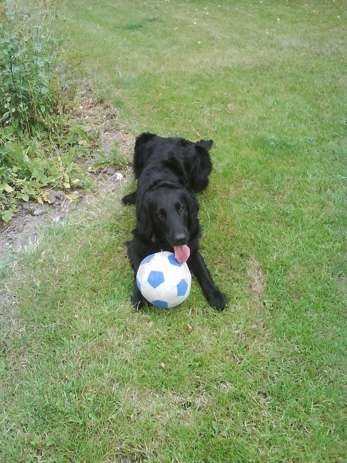 Flat coated retriever Lucky billede 6