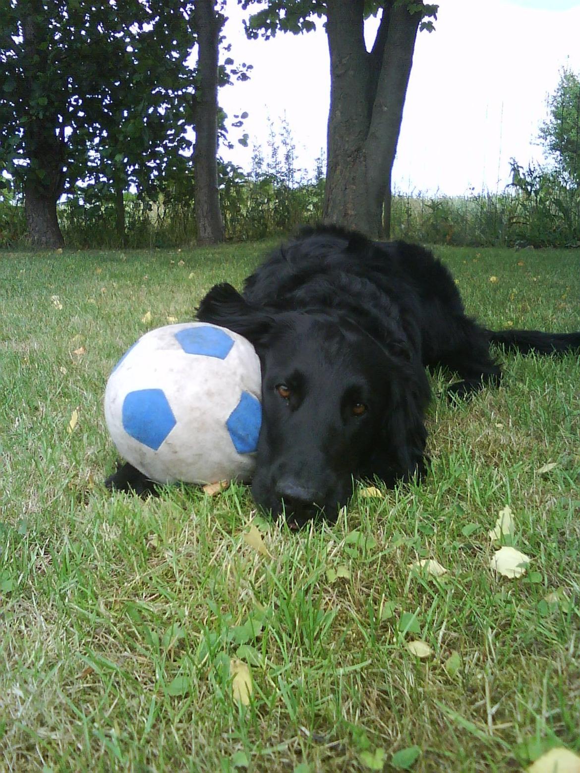 Flat coated retriever Lucky billede 7