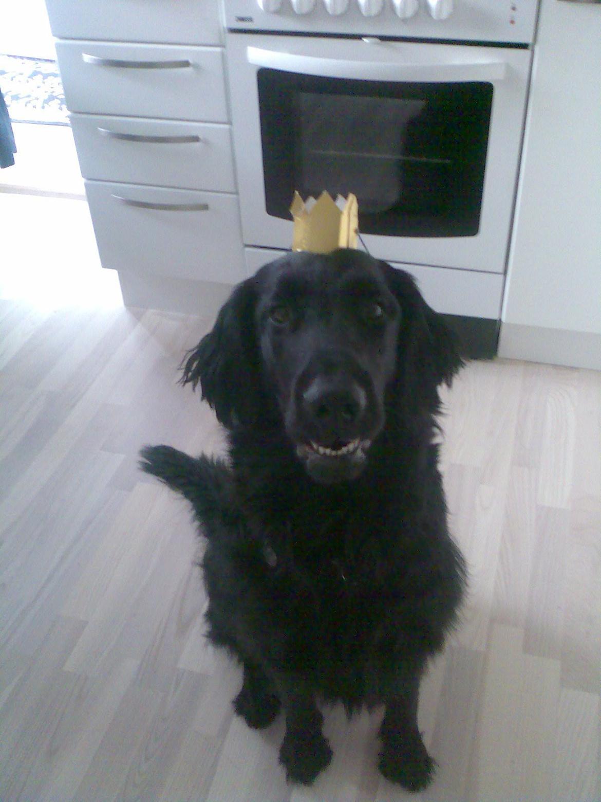 Flat coated retriever Lucky billede 3