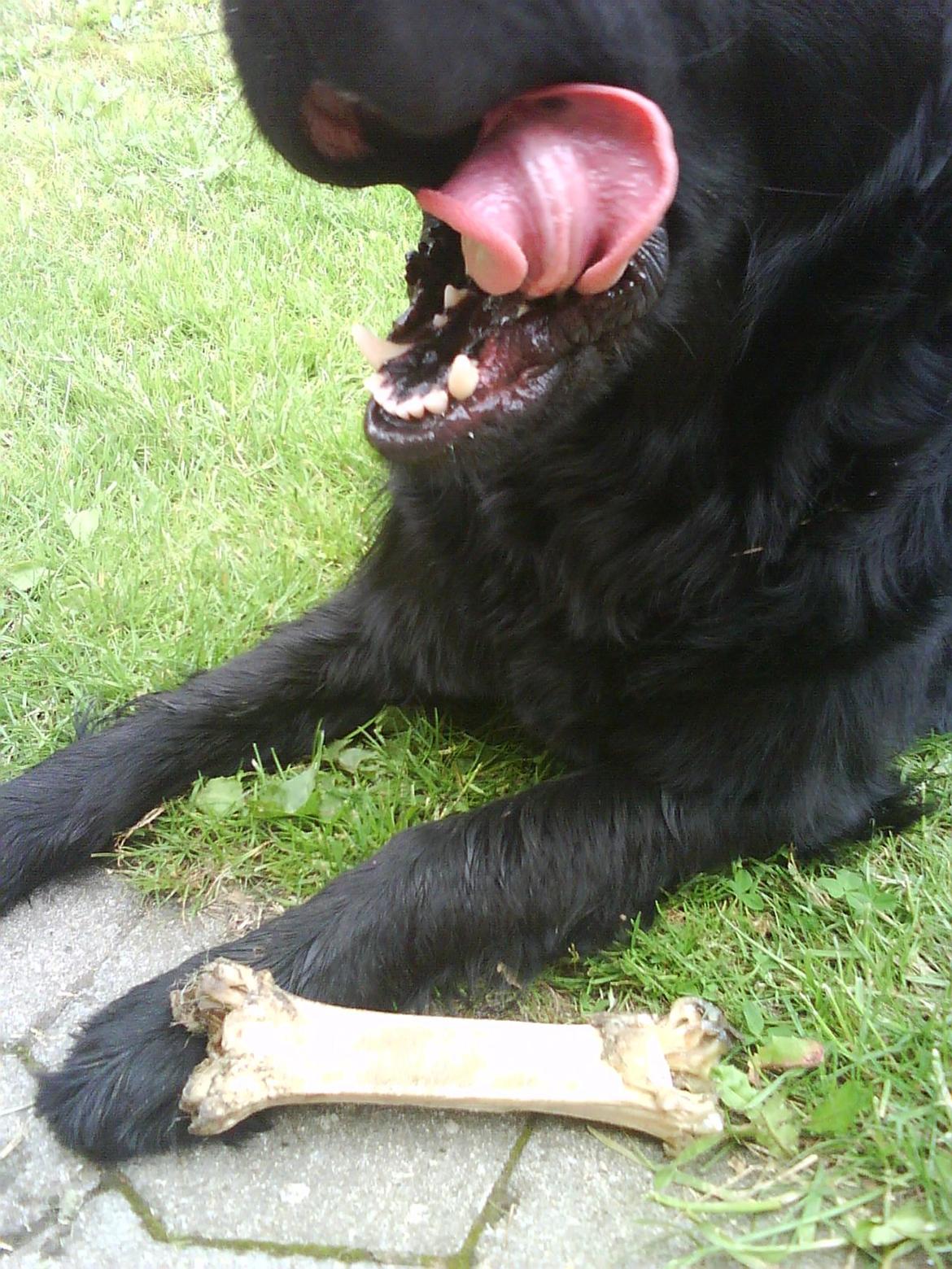 Flat coated retriever Lucky billede 8