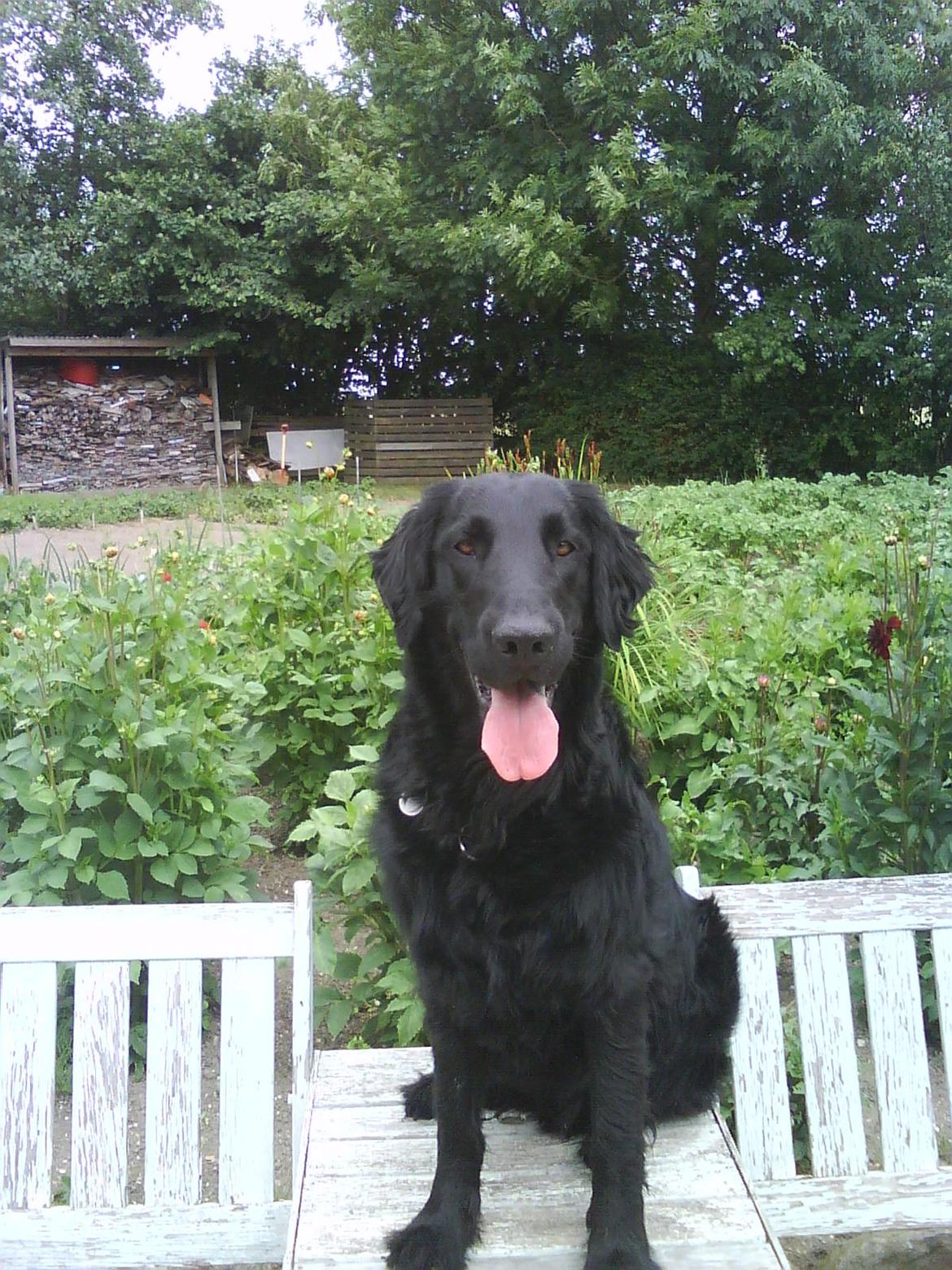Flat coated retriever Lucky billede 9