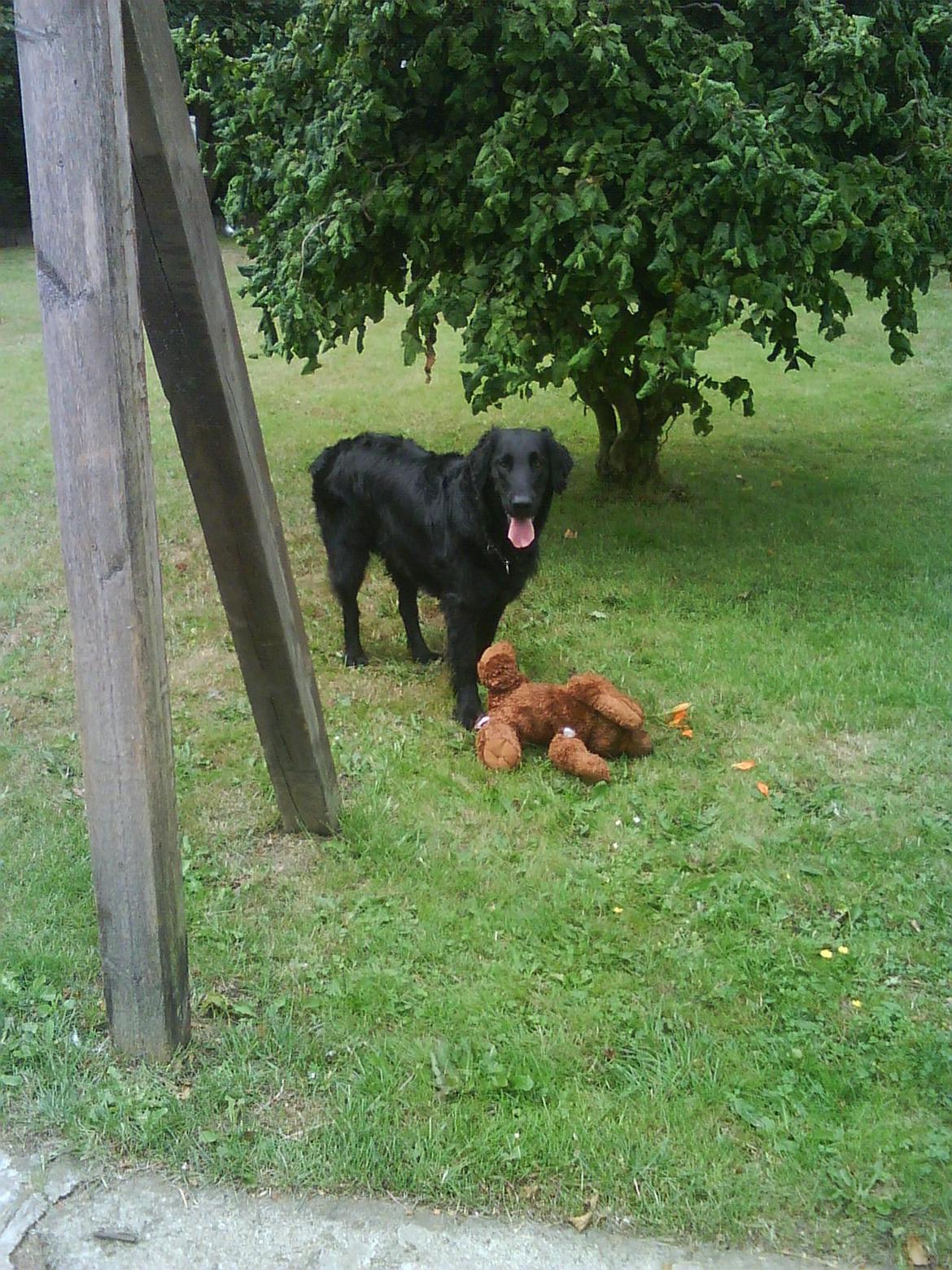 Flat coated retriever Lucky billede 10