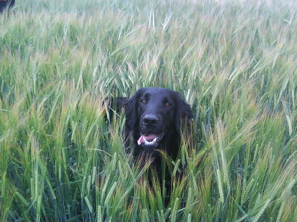 Flat coated retriever Lucky billede 1