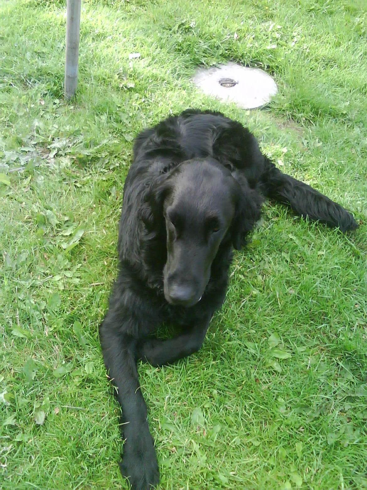 Flat coated retriever Lucky billede 11