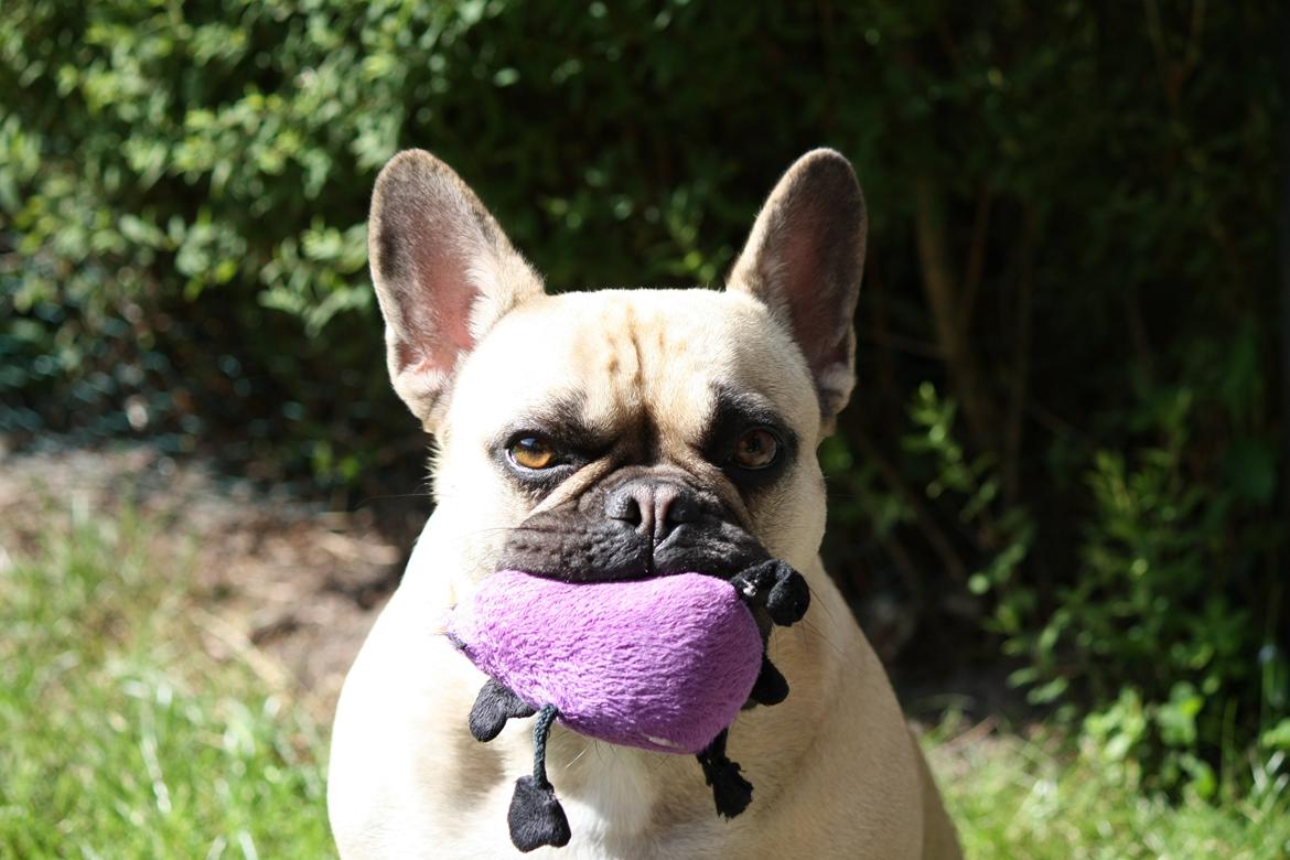 Fransk bulldog Celina Heavenly Misha - Yndlings legetøj!!  billede 11