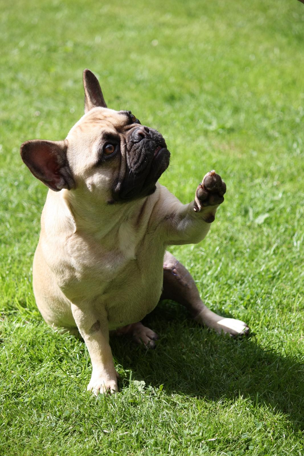 Fransk bulldog Celina Heavenly Misha - ''Vinke vinke, mor!!'' billede 10