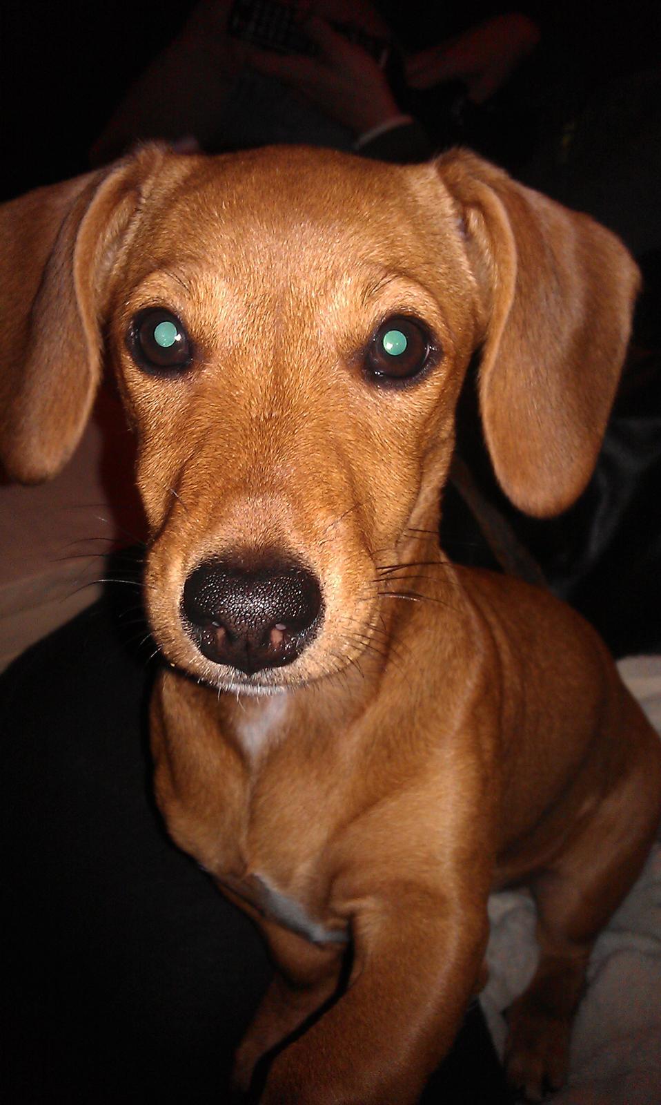 Blanding af racer Liva (R.I.P lille skat - himmelhund) billede 1