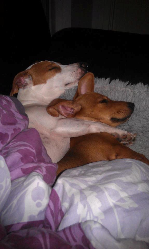 Blanding af racer Liva (R.I.P lille skat - himmelhund) billede 2