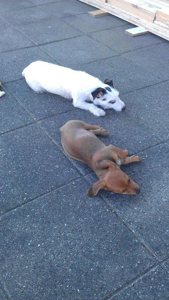 Blanding af racer Liva (R.I.P lille skat - himmelhund) billede 3