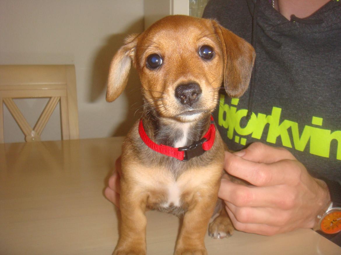 Blanding af racer Liva (R.I.P lille skat - himmelhund) billede 4