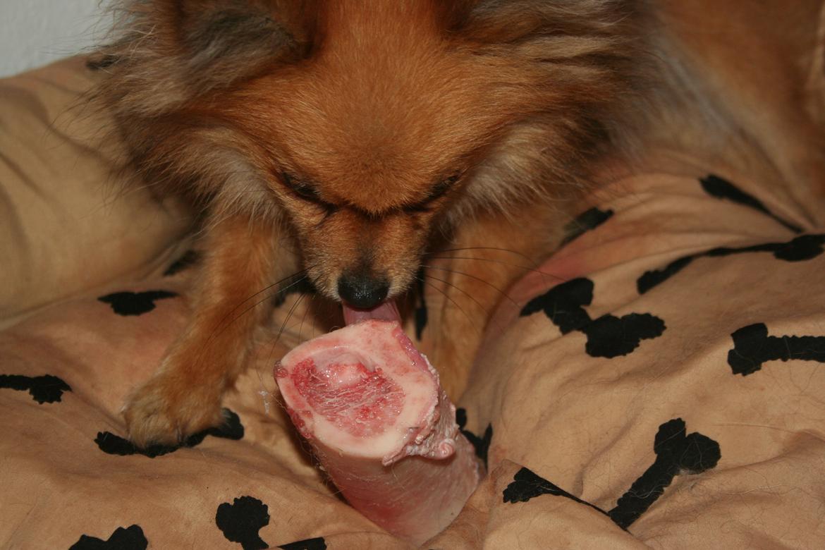 Pomeranian Maggie billede 13