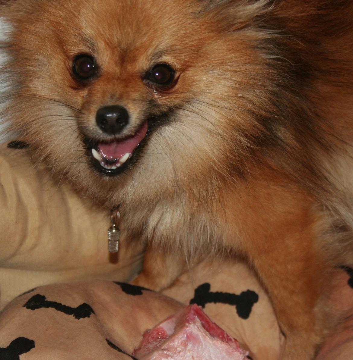 Pomeranian Maggie billede 14