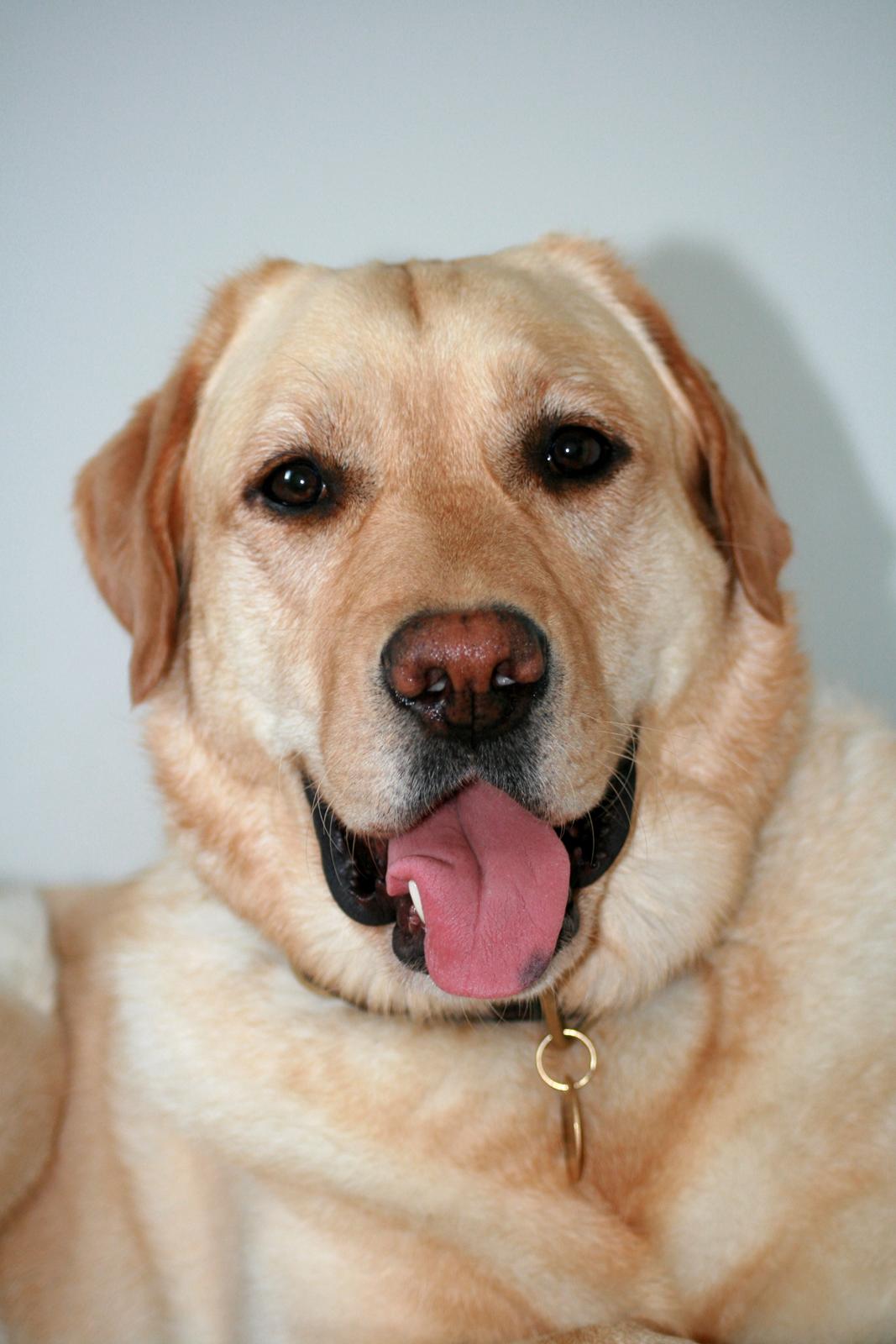 Labrador retriever Nico     31/08 billede 1