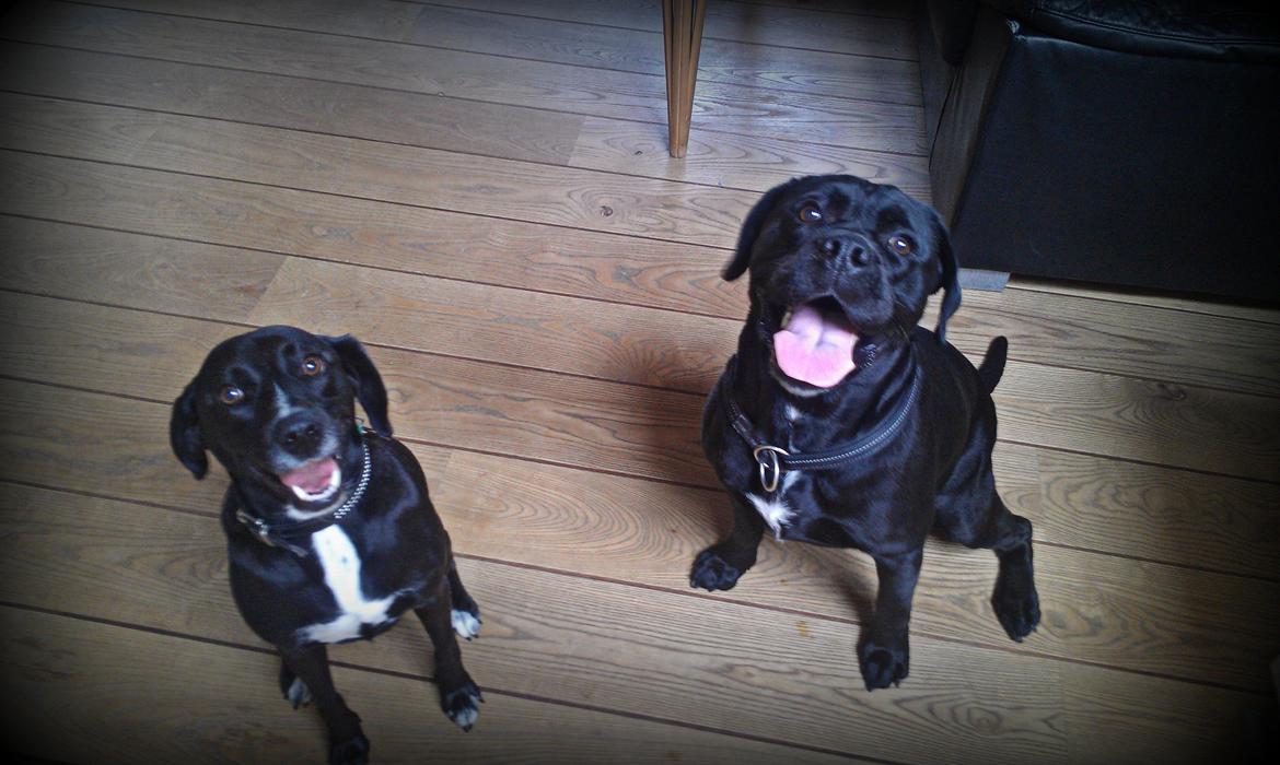 Blanding af racer Cleo - Lucas og Cleo <3 billede 17