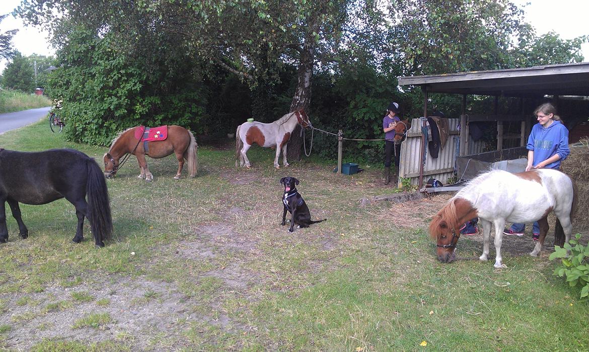 Blanding af racer Lucas - Første gang ude ved hestene ;] billede 10