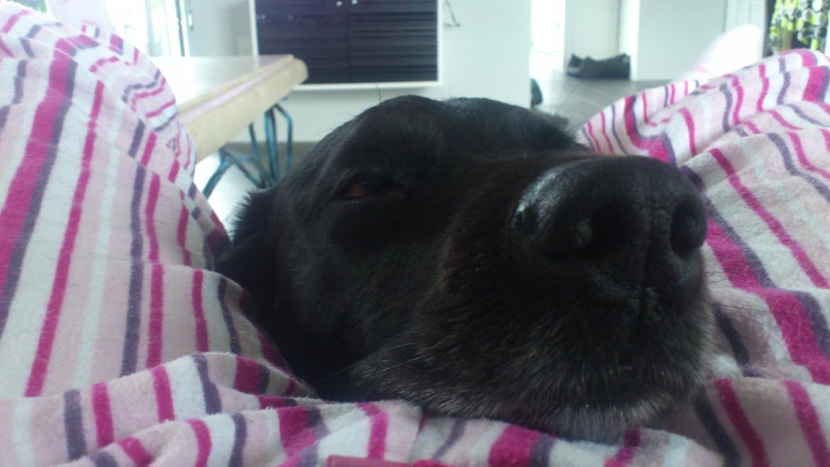 Labrador retriever Bella (Tidl. hund) - :-( - Morgenhygge:-) billede 2