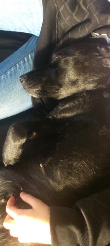 Labrador retriever Bella (Tidl. hund) - :-( - Bella får sig lige en lille lur, med mine ben som hovedpude:-) billede 3