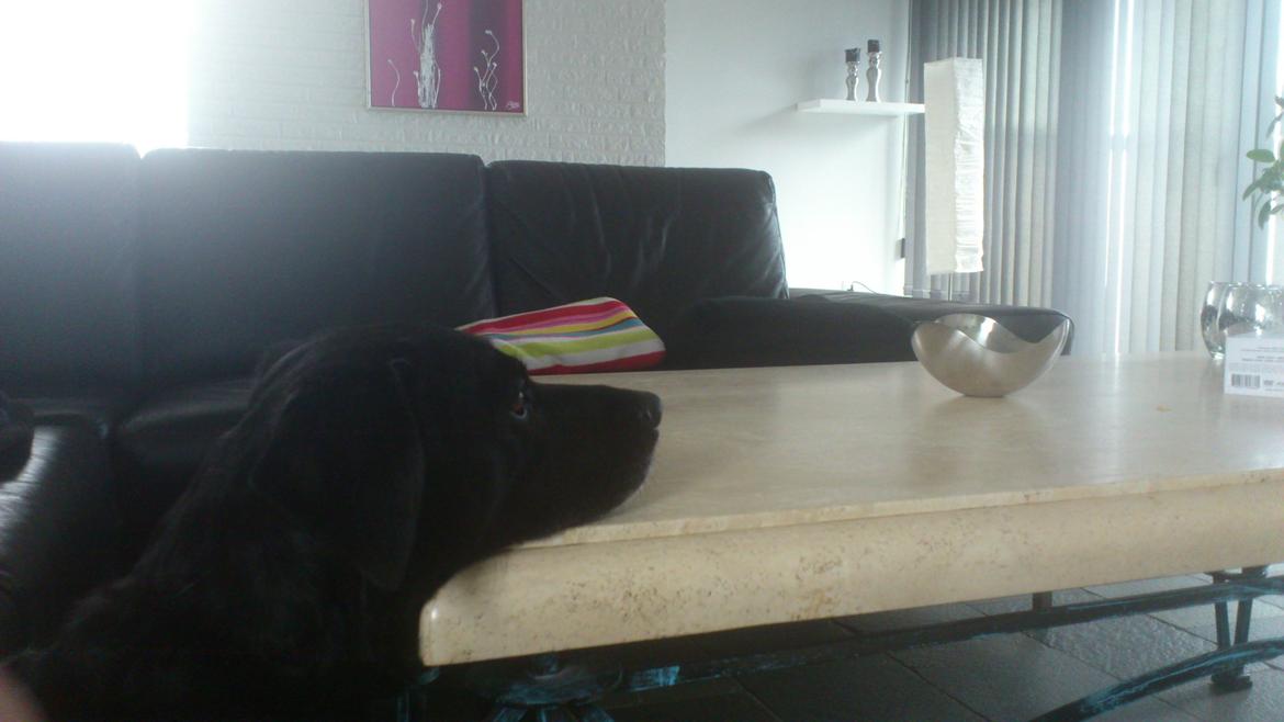 Labrador retriever Bella (Tidl. hund) - :-( - god hovedhøjde bordet har:-) billede 5