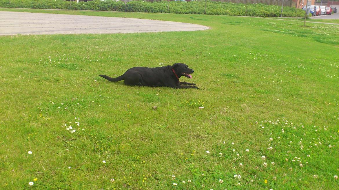 Labrador retriever Bella (Tidl. hund) - :-( - slapper af efter at have spænet rundt:-) billede 6