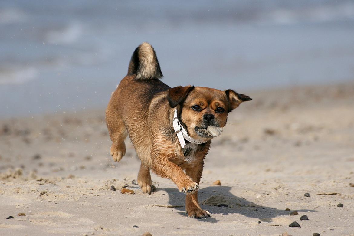Blanding af racer Lilly - På stranden - 2007 billede 26