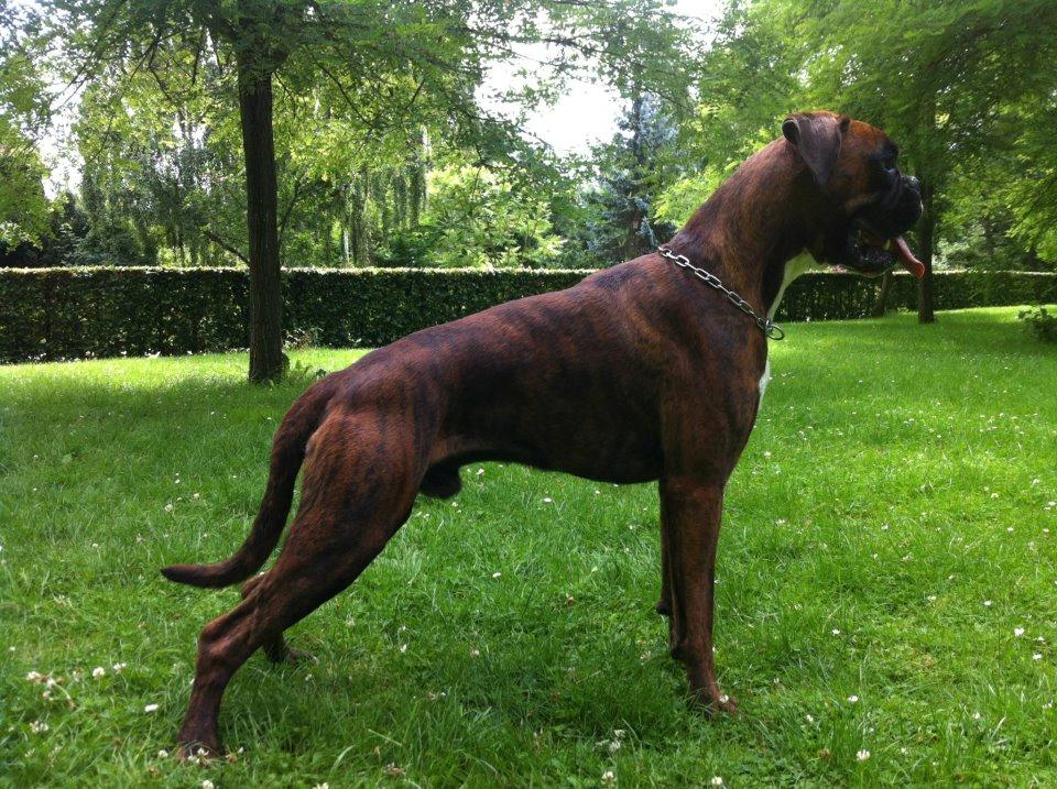 Boxer Hearts of Hope's High Roller (Levi) - 1 år billede 18