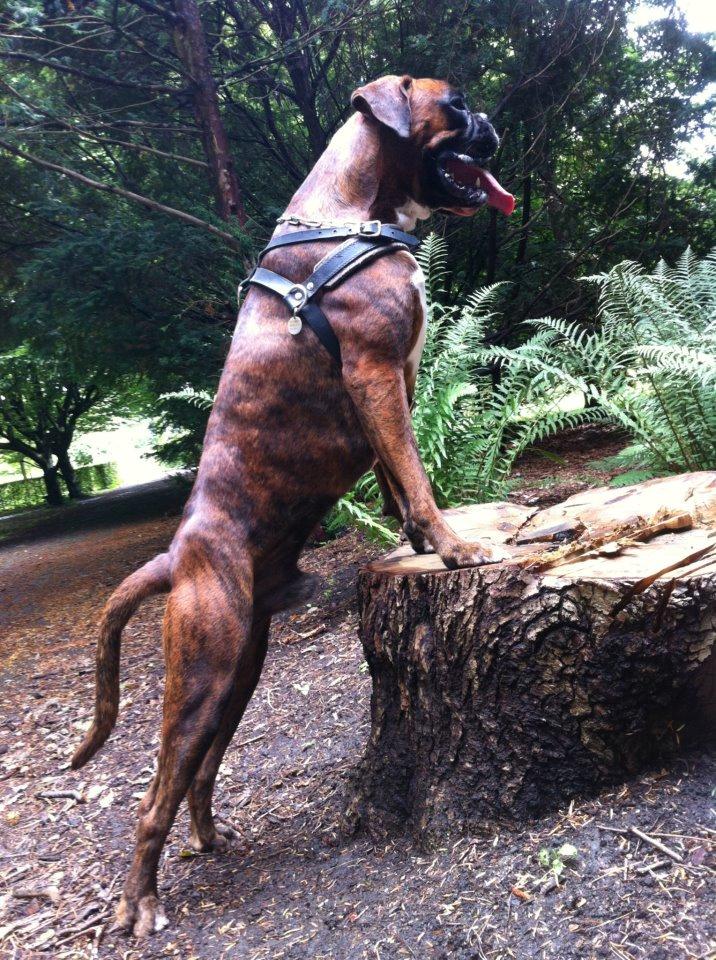 Boxer Hearts of Hope's High Roller (Levi) - 1 år billede 19