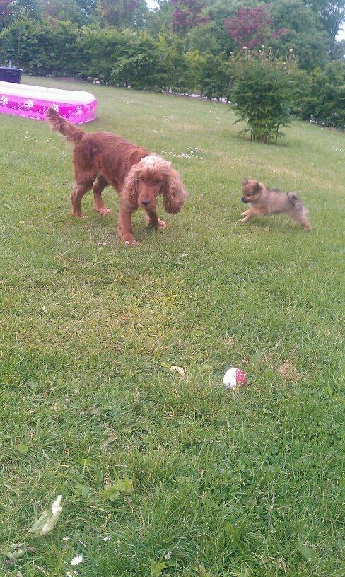 Cocker spaniel chanel (R.I.P. SMUKKE HUND - hygger med et nyt familie medlem<3 billede 6