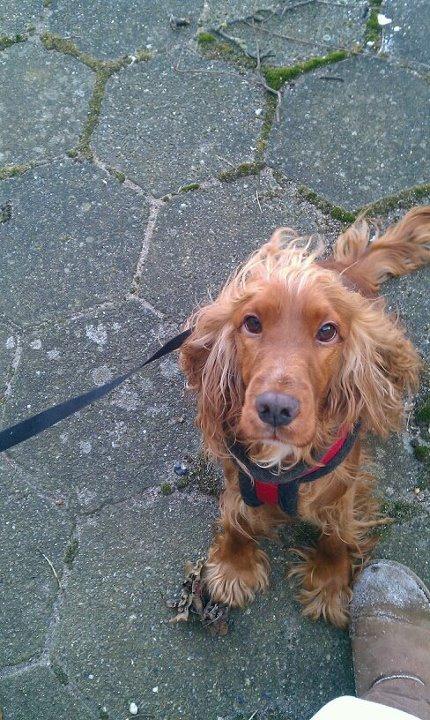 Cocker spaniel chanel (R.I.P. SMUKKE HUND - <3 billede 7