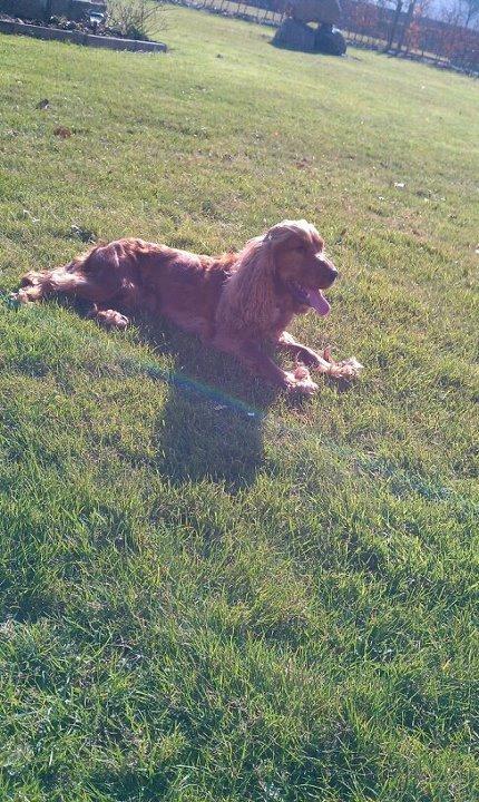Cocker spaniel chanel (R.I.P. SMUKKE HUND - <3 billede 8