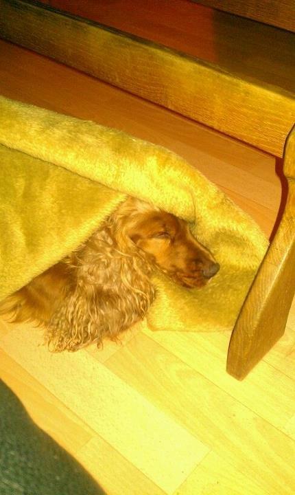 Cocker spaniel chanel (R.I.P. SMUKKE HUND - der var lige et tæppe<3 billede 9
