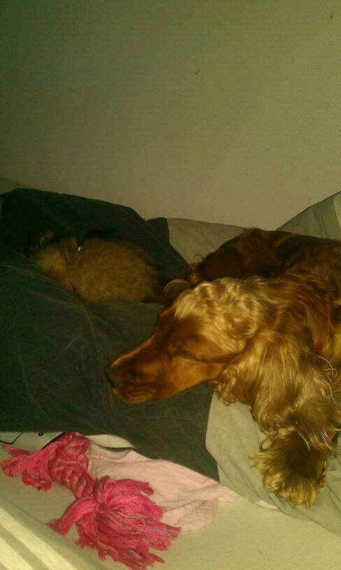 Cocker spaniel chanel (R.I.P. SMUKKE HUND - nyder livet<3 billede 10