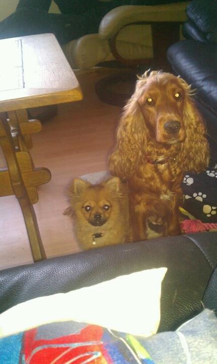 Cocker spaniel chanel (R.I.P. SMUKKE HUND - <3 billede 11