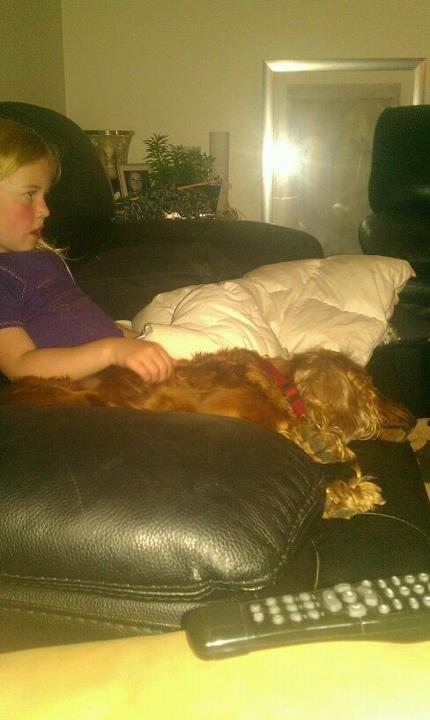 Cocker spaniel chanel (R.I.P. SMUKKE HUND - <3 billede 12